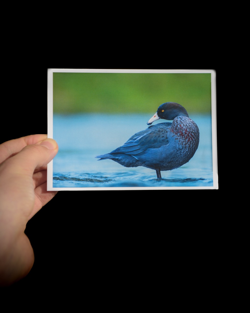 Blue Duck/Whio Wildlife Postcard - New Zealand Bird Photography